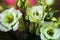 Light yellow-green lisianthus flower, closeup