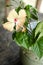 Light yellow hibiscus flower in tropical Asia