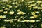 Light yellow Leucanthemum vulgare dof