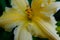 Light yellow lily flower, close up. Macro brown-orange stamens and pistil. Blooming yellow lily growing for publication