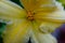 Light yellow lily flower, close up. Macro brown-orange stamens and pistil. Blooming yellow lily growing for publication