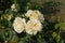 LIght Yellow Roses Closeup