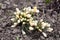 Light yellow snowdrop spring flowers closeup view on ground background