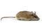 Light-yellow spiny mouse