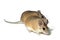 Light-yellow spiny mouse