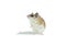 Light-yellow spiny mouse isolated