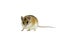 Light-yellow spiny mouse isolated