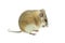 Light-yellow spiny mouse isolated