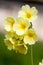 Light yellow spring flowers on blurred outdoor background