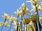 Light-yellow tulips seen from below against the sunlight and therefore beautiful silhouettes