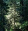 Light on Young Redwood Tree in Redwood National Park, California