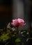 Lightbeam hitting a rose against a soft background in our garden