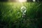 Lightbulb in Green Grass - Minimalist and Dreamy Close-Up Photo with Contrasting Colors and Detail - High Quality Image for