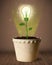 Lightbulb plant coming out of flowerpot