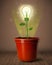 Lightbulb plant coming out of flowerpot