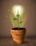 Lightbulb plant coming out of flowerpot