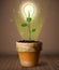 Lightbulb plant coming out of flowerpot