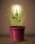 Lightbulb plant coming out of flowerpot