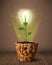 Lightbulb plant coming out of flowerpot