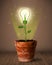 Lightbulb plant coming out of flowerpot