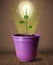 Lightbulb plant coming out of flowerpot