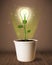 Lightbulb plant coming out of flowerpot