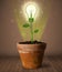 Lightbulb plant coming out of flowerpot