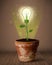 Lightbulb plant coming out of flowerpot