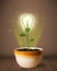 Lightbulb plant coming out of flowerpot