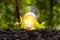 Lightbulb with small plant on soil and sunshine.