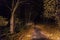 Lighted path with fallen leaves at night