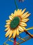 Lighted Sunflower Sign