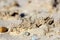 Lightening struck sand crystals near El Golfo de Santa Clara, Sonora, Mexico