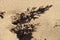 Lightening struck sand crystals near El Golfo de Santa Clara, Sonora, Mexico