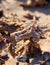 Lightening struck sand crystals near El Golfo de Santa Clara, Sonora, Mexico