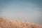 Lighthouse Bornrif Ameland, sea landscape, clear blue cloudy sky in the dunes, high dune grass