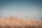 Lighthouse Bornrif Ameland, sea landscape, clear blue cloudy sky in the dunes, high dune grass