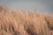 Lighthouse Bornrif Ameland, sea landscape, clear blue cloudy sky in the dunes, high dune grass