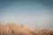 Lighthouse Bornrif Ameland, sea landscape, clear blue cloudy sky in the dunes, high dune grass