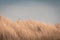 Lighthouse Bornrif Ameland, sea landscape, clear blue cloudy sky in the dunes, high dune grass