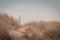 Lighthouse Bornrif Ameland, sea landscape, clear blue cloudy sky in the dunes, high dune grass