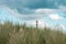 Lighthouse Bornrif Ameland, sea landscape, clear blue cloudy sky in the dunes, high dune grass