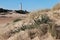 The lighthouse of the Cape of Trafalgar behind a dune with vegetation, in the coasts of the south of Spain