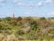 Lighthouse and dunes overgrown with sea-buckthorn, Westerduinen, Schiermonnikoog, Netherlands