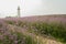 Lighthouse on flowering hilltop in early summer