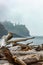 lighthouse in fog near driftwood shore on hazy day