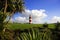 Lighthouse with palm tree, Plymouth, UK