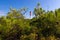 Lighthouse in pine tree forest