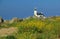 Lighthouse Pontusval, Brittany, France