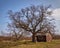 Lighthouse watchers cabin and tree